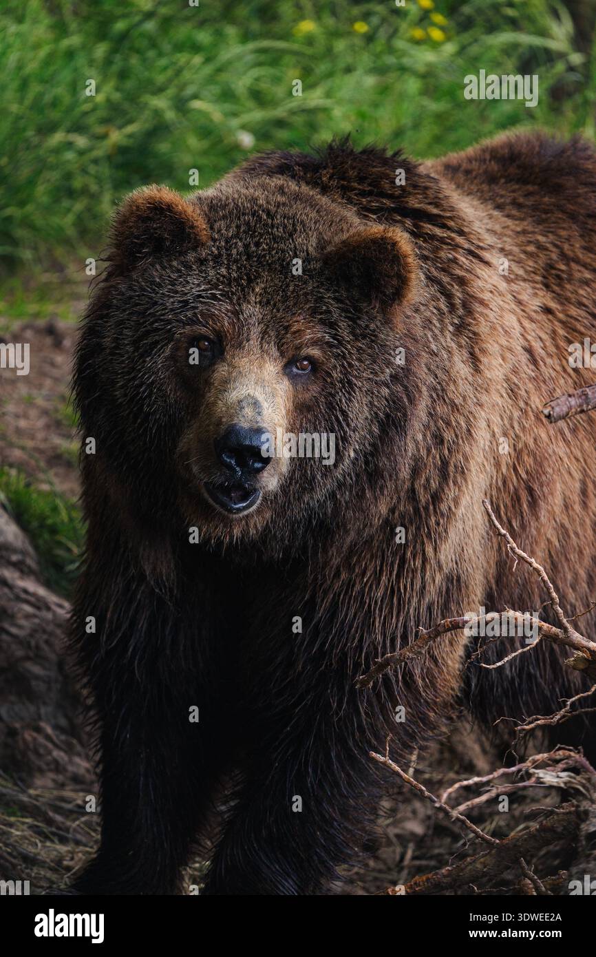 Maestoso orso bruno catturato nelle lussureggianti foreste di Jaca, Pirenei, Spagna. Mostra la ricca fauna selvatica e i diversi habitat naturali del bosco europeo Foto Stock