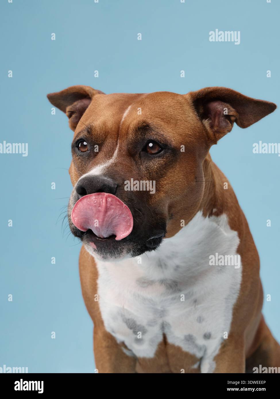 Un terrier dello staffordshire è rivolto in avanti con la lingua leggermente fuori. Le tonalità blu e l'angolo centrale creano un'atmosfera divertente. Foto Stock