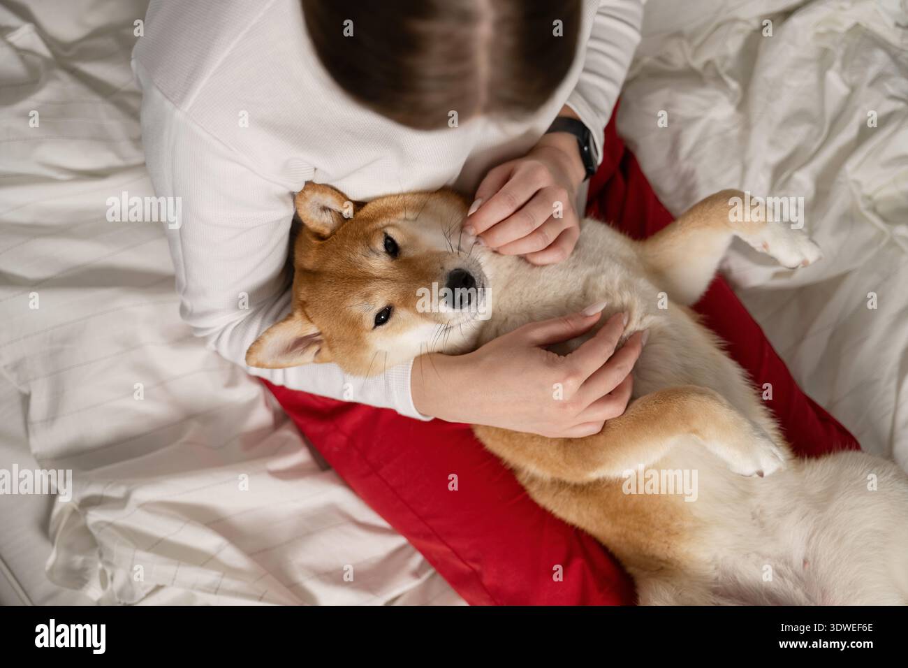 Una donna che indossa un maglione bianco si gode un momento tenero con il suo cane Shiba Inu mentre lo accarezza amorevolmente sedendosi su un comodo letto bianco. La stanza exud Foto Stock