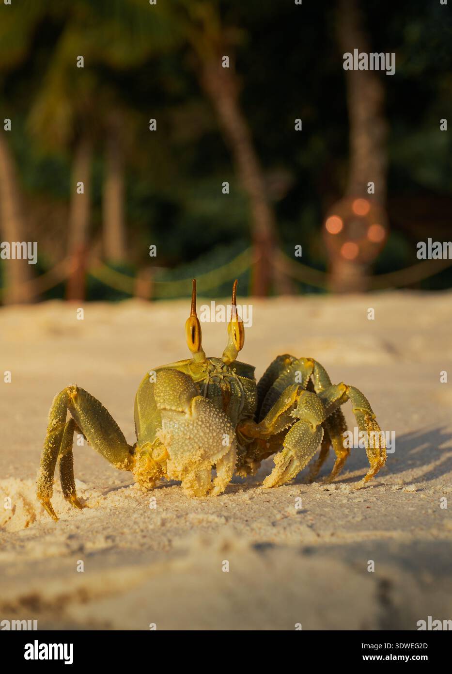 Un primo piano di un granchio sulle rive sabbiose dell'Anse Lazio, Praslin, mentre il tramonto dorato proietta un caldo bagliore sulla spiaggia, evidenziando la bellezza naturale Foto Stock