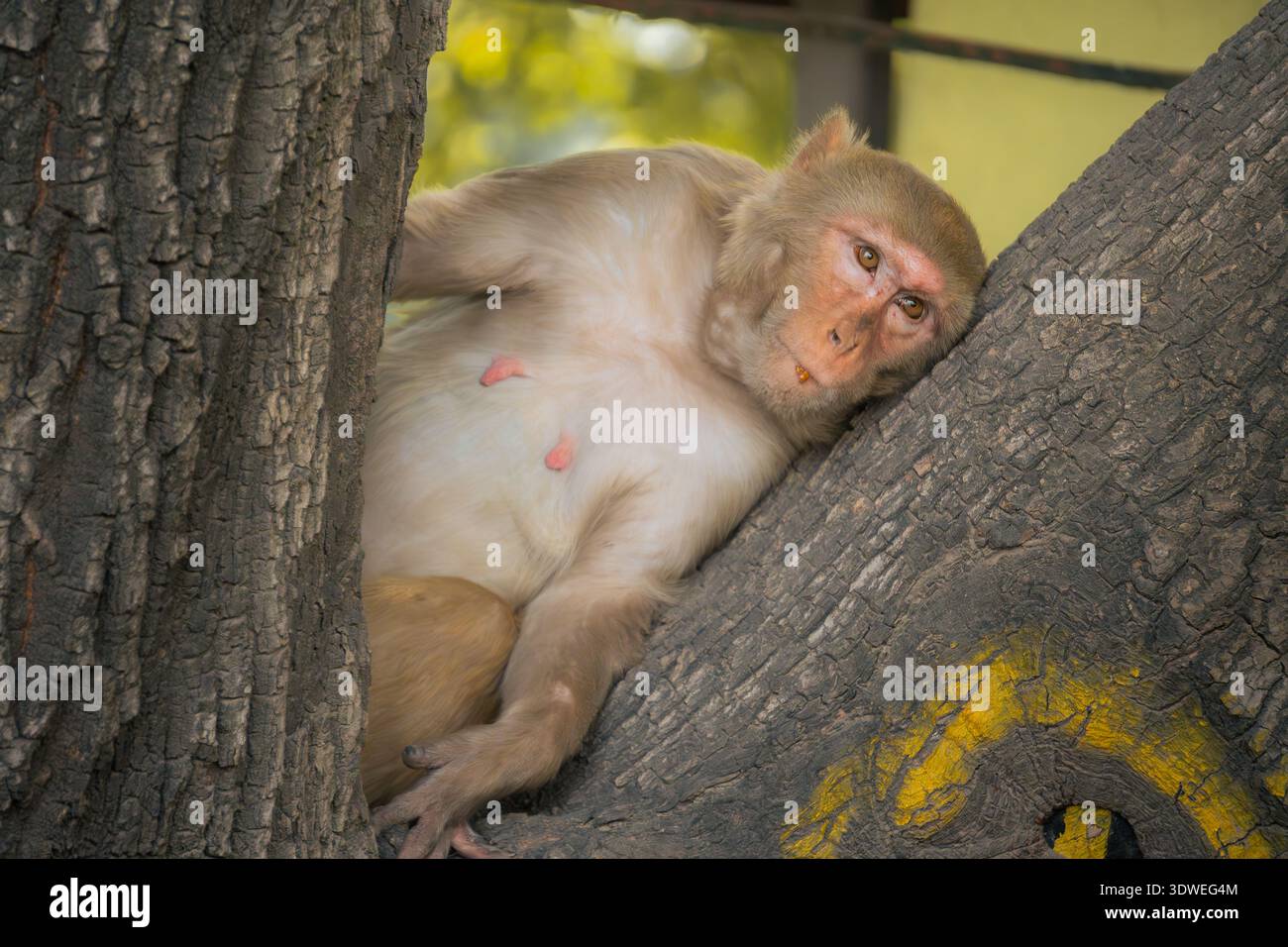 Un tranquillo macaco rhesus su un ramo d'albero, circondato dalla lussureggiante vegetazione del suo habitat templare. Catturata nel suo ambiente naturale, questa mamma Foto Stock