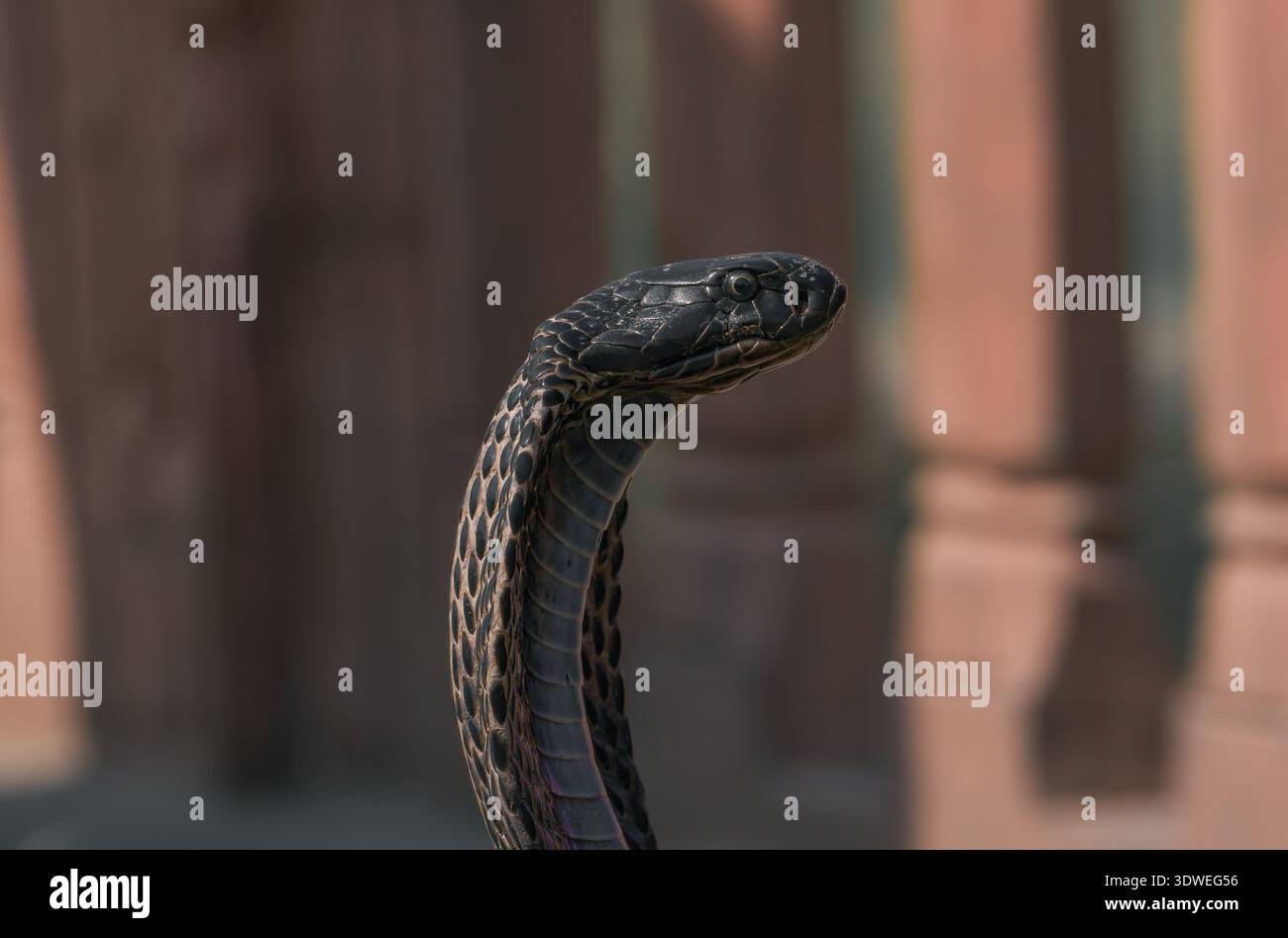 Un serpente sorge elegantemente nel suo habitat naturale, adagiato su uno sfondo architettonico sfocato. L'immagine acquisisce i pattern complessi sulle sue scale, Foto Stock