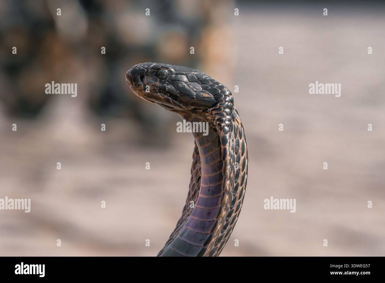 Foto ravvicinata di un serpente cobra con intricati motivi in scala e occhi intensi, che mostrano la bellezza e l'eleganza del suo habitat naturale. Il backgrou Foto Stock