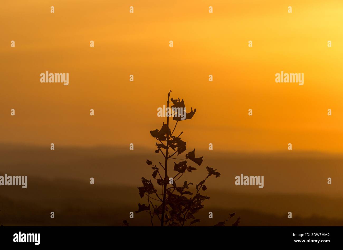 Una pianta solitaria si staglia su un vibrante tramonto arancione, catturando la tranquilla bellezza della natura mentre il giorno si trasforma in notte. Il cielo è inondato W. Foto Stock