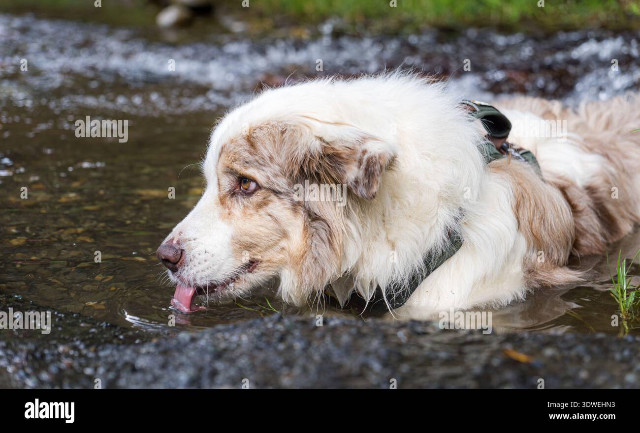 Un cane soffice con pelliccia marrone e bianca gode di un momento rinfrescante bevendo acqua in un flusso limpido. Ambiente tranquillo, con dolci correnti, crea Foto Stock