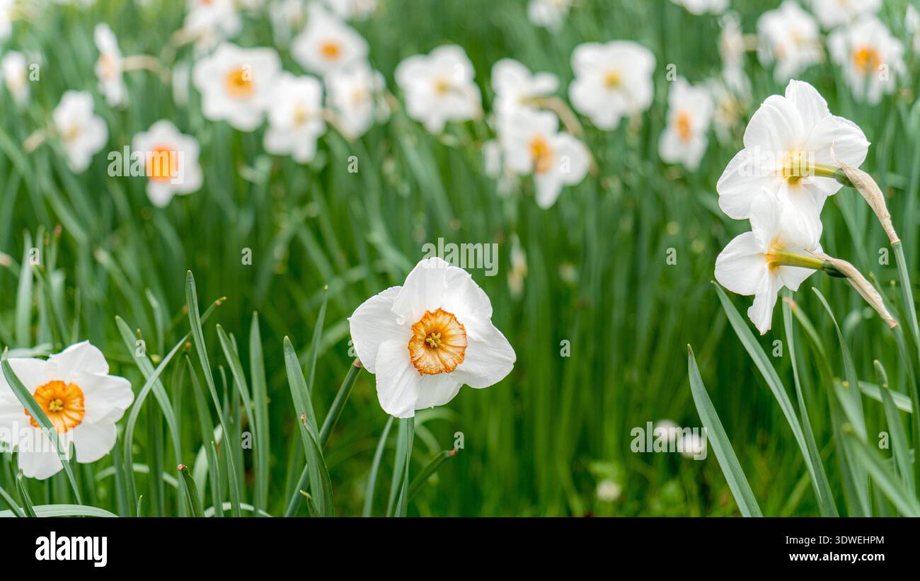 Un'immagine accattivante del Narciso del poeta, noto anche come Poeticus Daffodil o Narcissus poeticus, fiorente in un lussureggiante giardino di primavera con un verde vivace Foto Stock