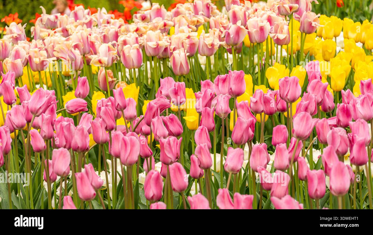 Una splendida gamma di tulipani rosa, gialli e bianchi fiorisce vibrantemente in un giardino illuminato dal sole, mostrando la bellezza della primavera con i loro petali colorati e. Foto Stock