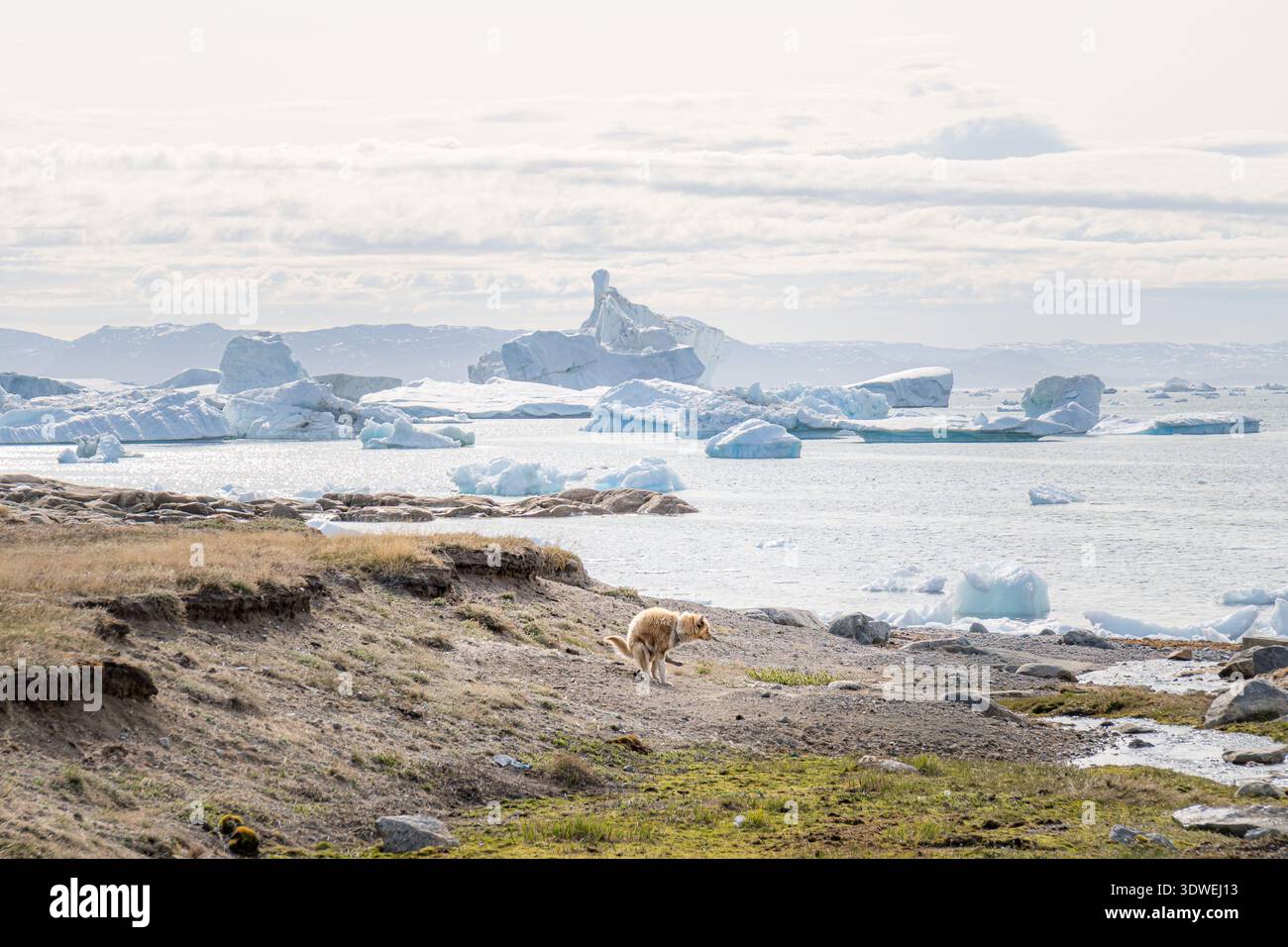 Un cane solitario si erge sulle coste frastagliate di Saqqaq, in Groenlandia, a guardare la distesa ghiacciata. Gli iceberg galleggiano serenamente in lontananza, riflettendo Foto Stock