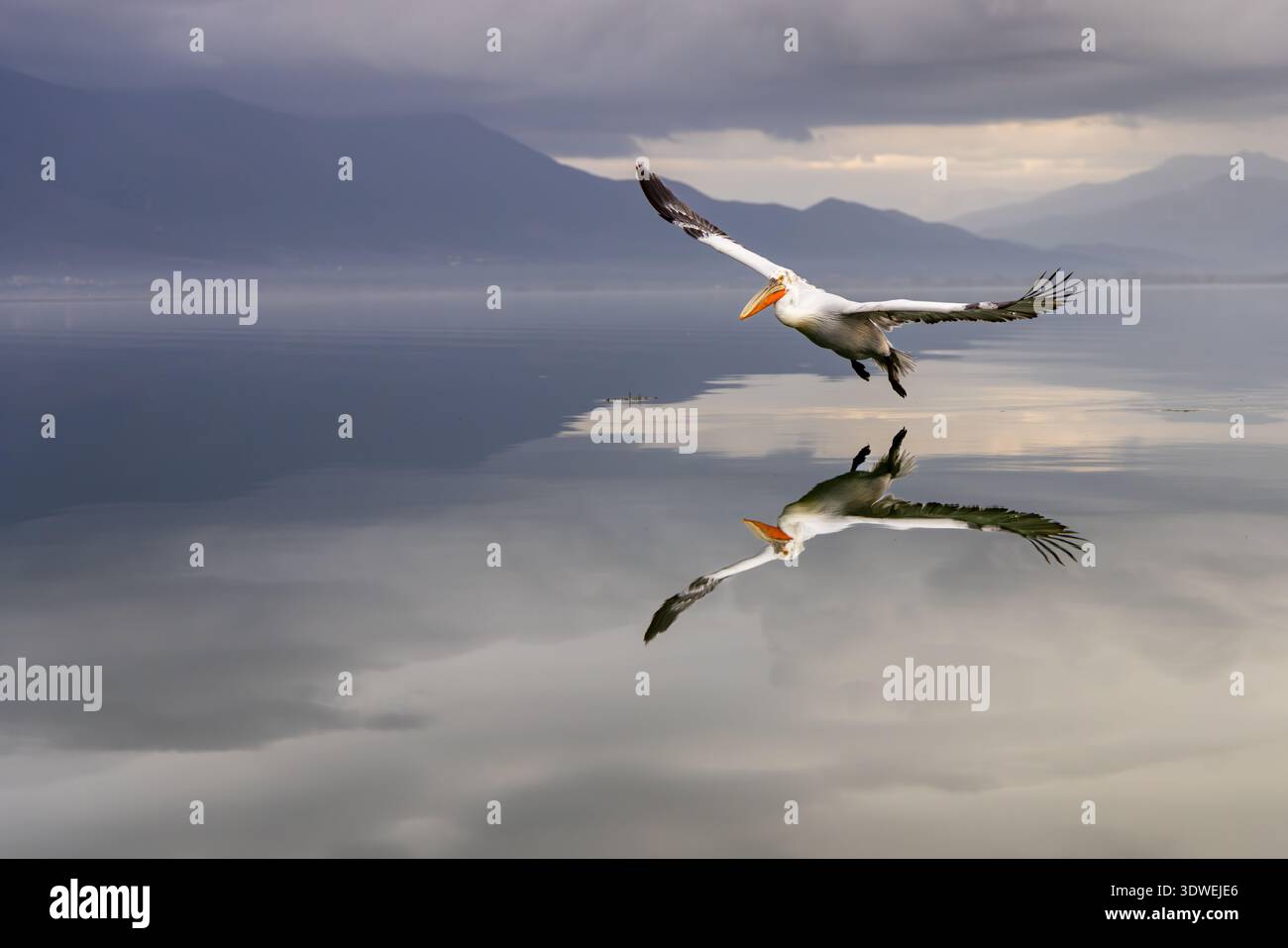 Pellicano dalmata, lago Kerkini Foto Stock