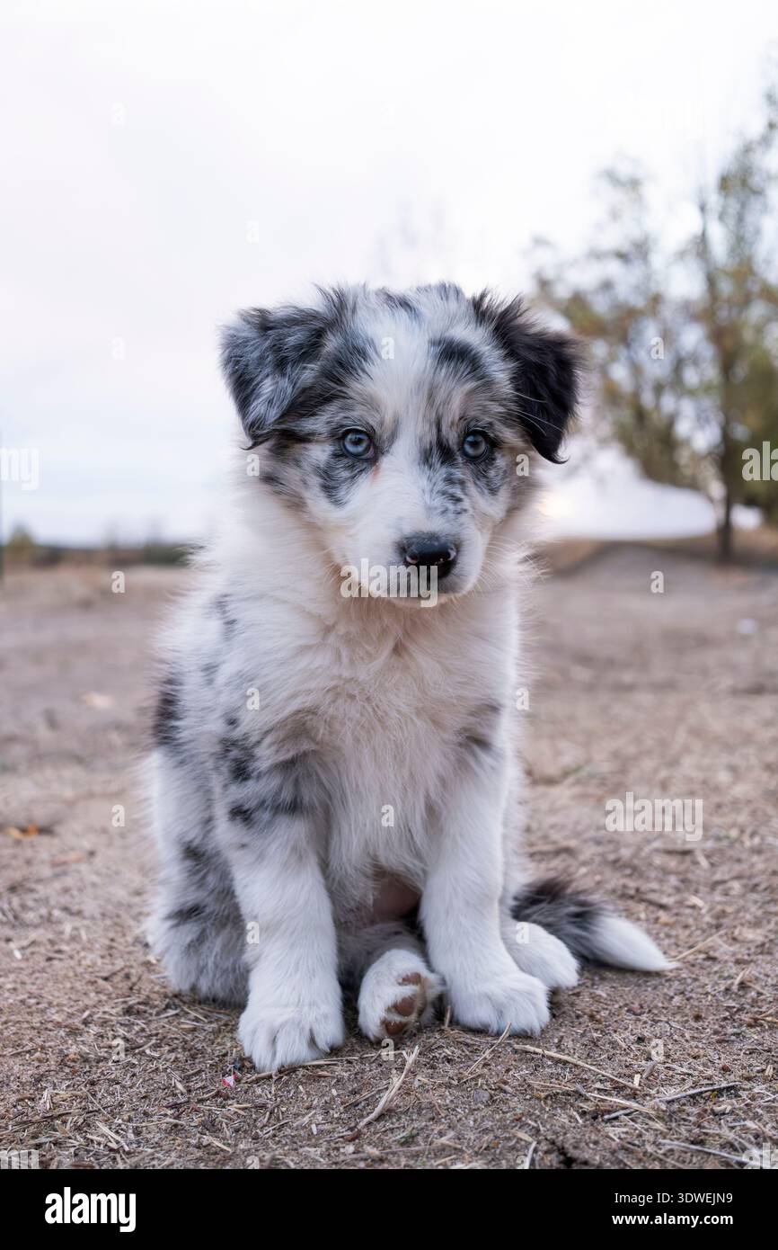 Adorabile cucciolo di Border Collie con gli occhi azzurri si trova su un sentiero sterrato. La sua morbida pelliccia nera e bianca si fonde splendidamente con il backgroun naturale Foto Stock