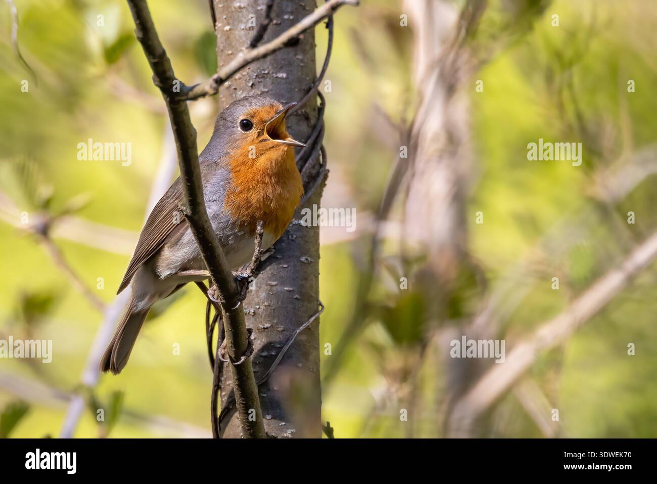 Pettirosso europeo Foto Stock