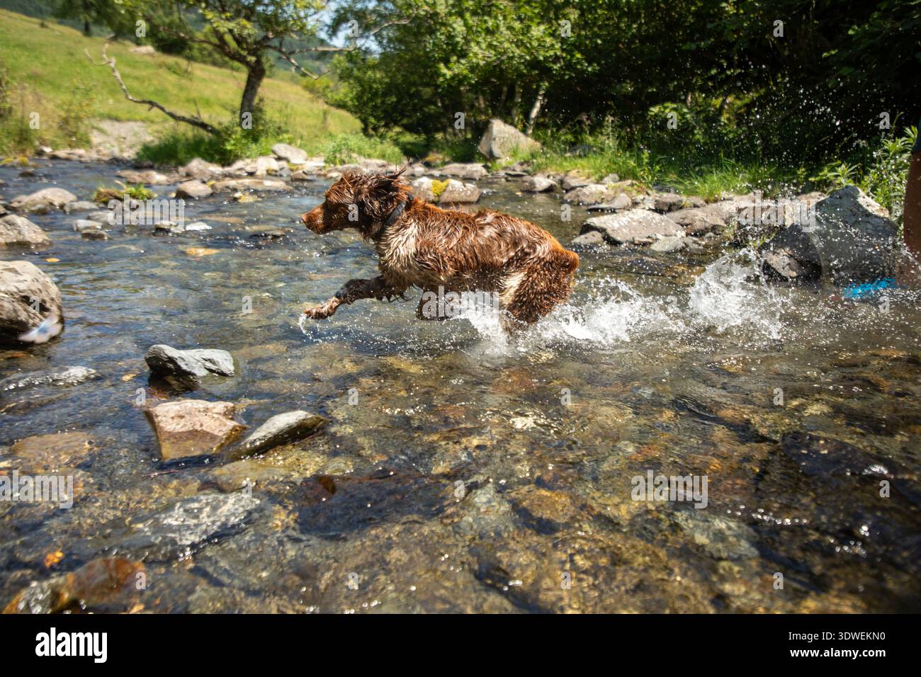 Un vivace Brittany Spaniel si tuffa attraverso un limpido torrente roccioso in una lussureggiante foresta. La luce del sole filtra tra tra gli alberi, generando una calda luce soffusa Foto Stock