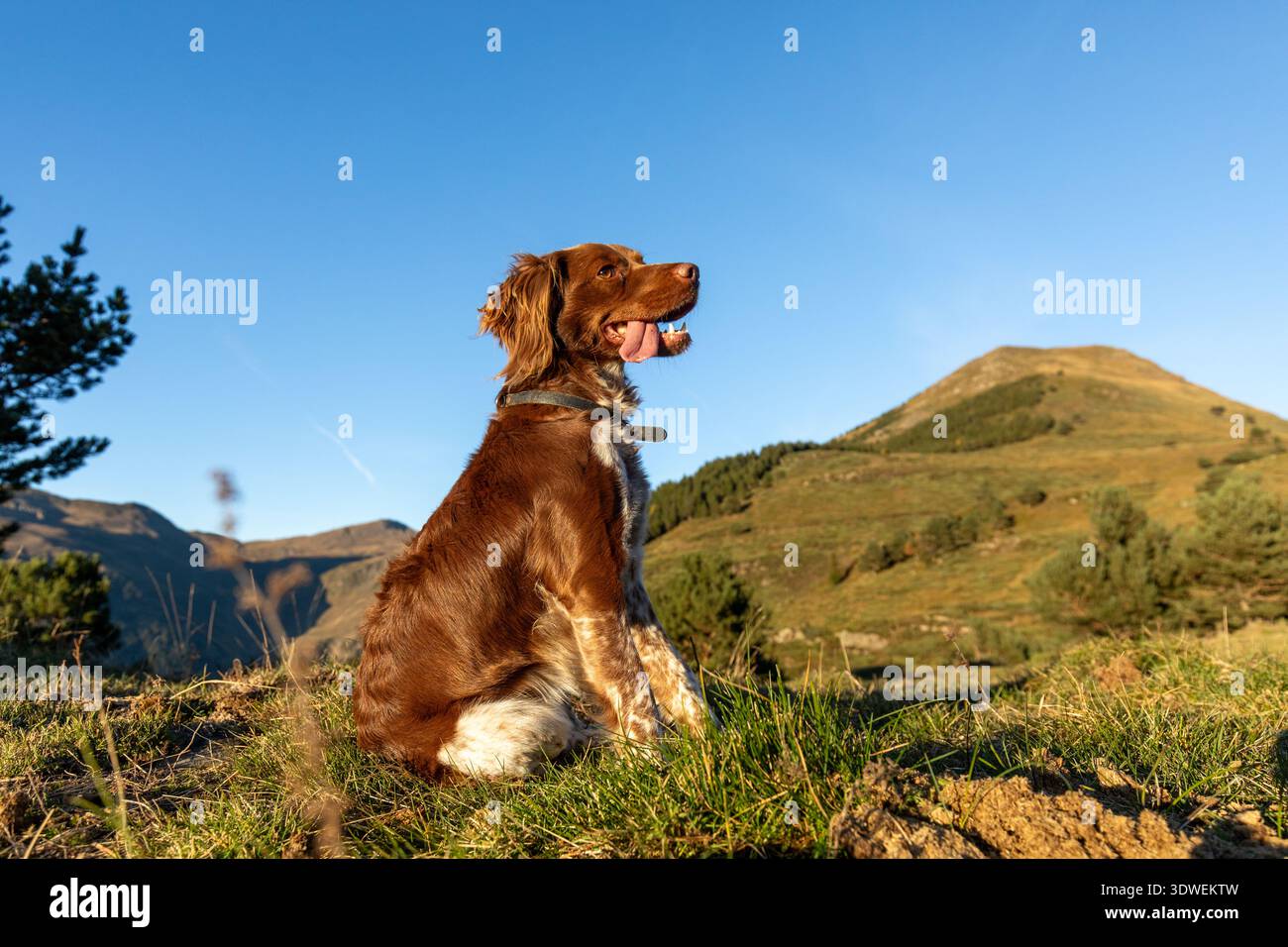 Uno spagnolo della Bretagna si trova in pace su una collina erbosa con uno splendido sfondo di montagna. Il tranquillo ambiente esterno incarna l'essenza della natura e Foto Stock