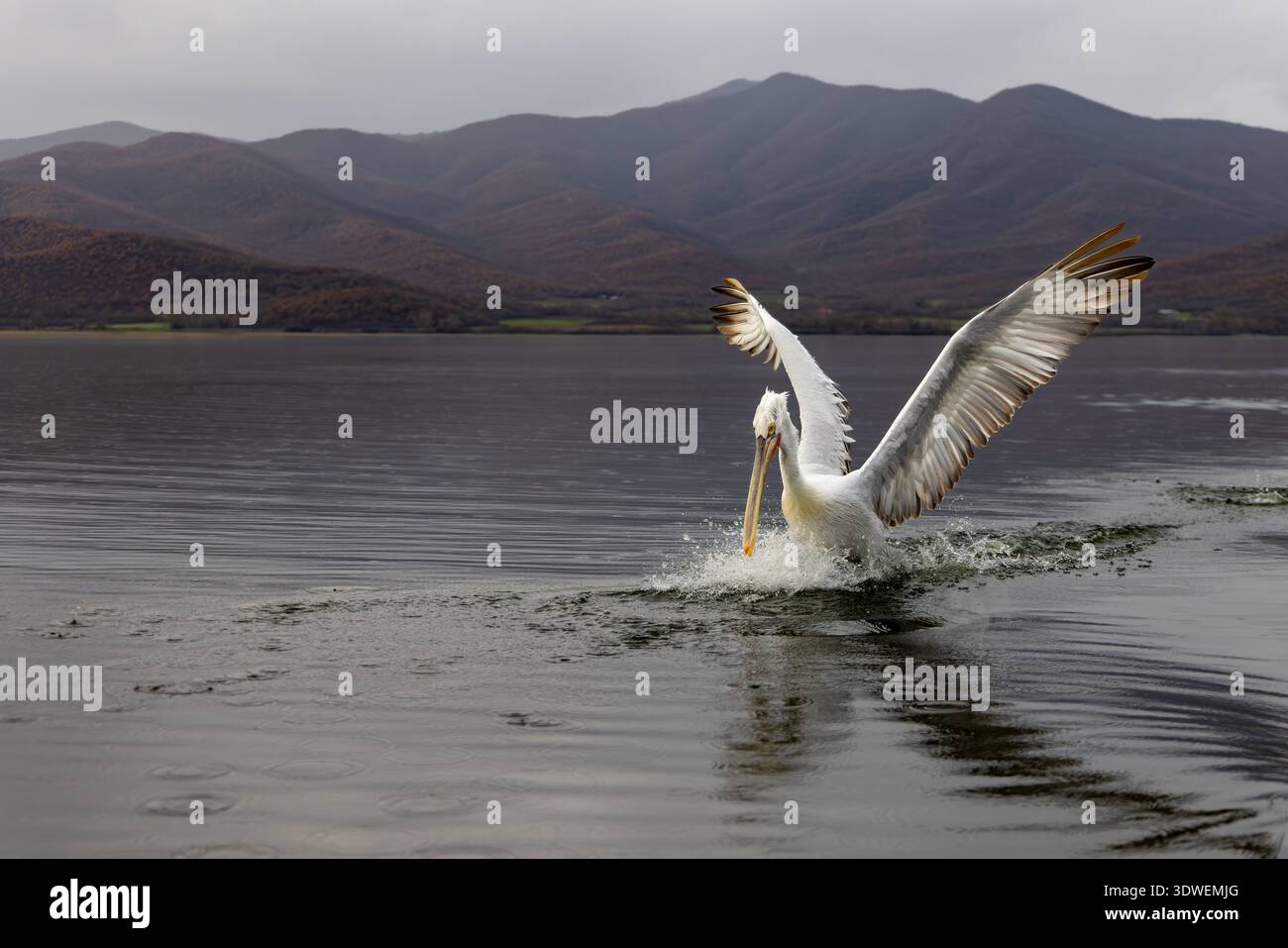 Pellicano dalmata, lago Kerkini Foto Stock