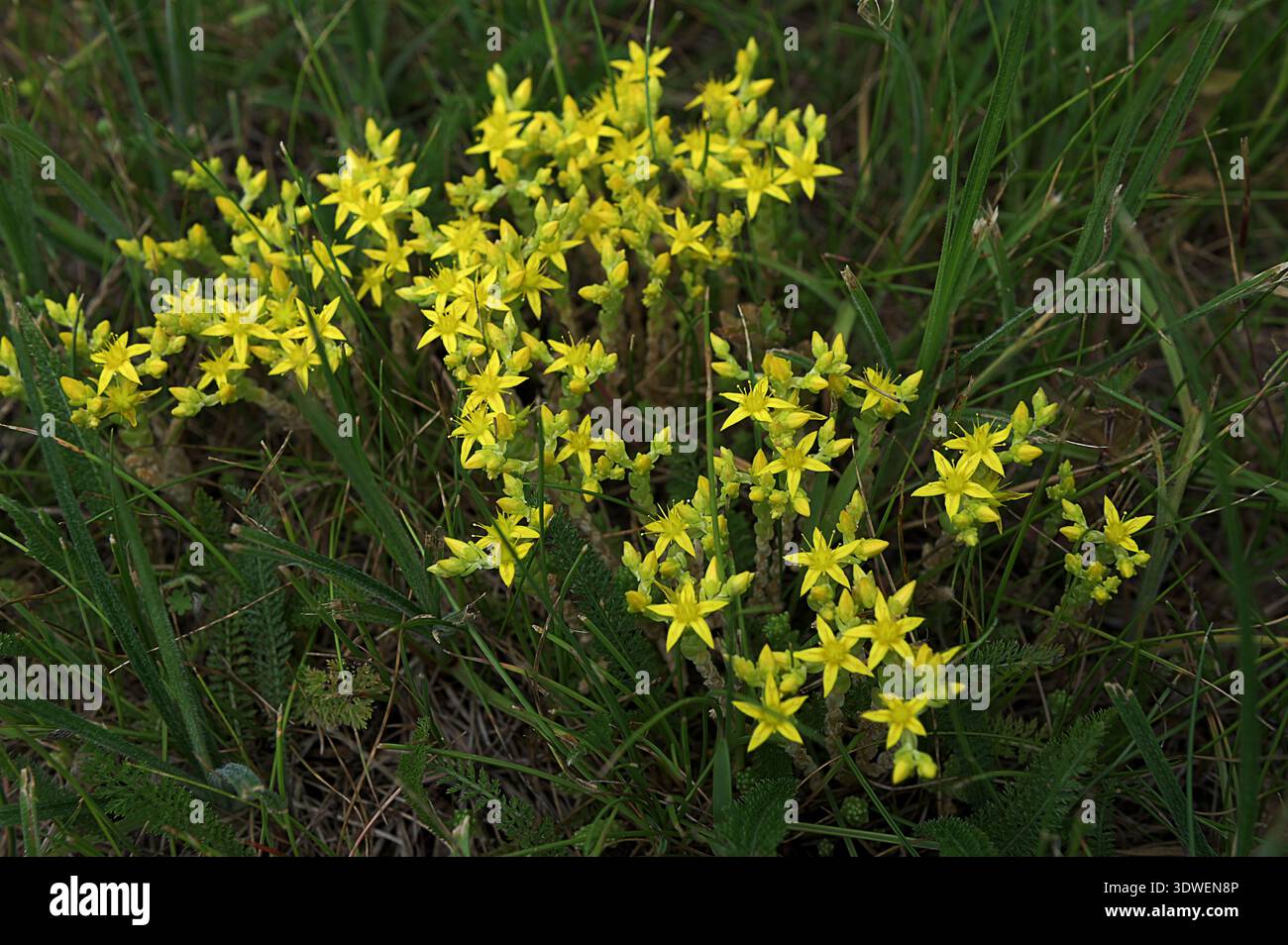 L'acro di Sedum, comunemente conosciuto come il goldmuss stonecrop, il monosy stonecrop, il goldmuss sedum, lo stonecrop morente e il wallpepper, è una pianta fiorente perenne Foto Stock