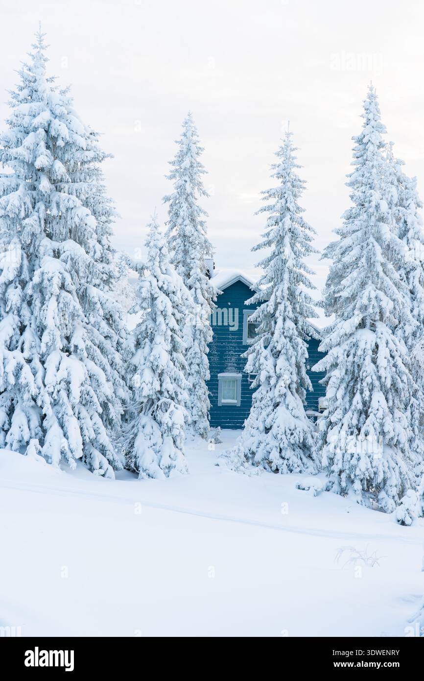 Affascinante scenario invernale di una cabina isolata circondata da alberi di neve a Syote, in Finlandia. Il tranquillo paesaggio drappeggiato da neve evoca pace e tranquillità Foto Stock