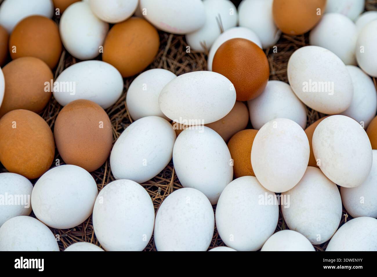 Una raccolta di uova fresche di colore marrone e bianco che poggiano su un nido di paglia. Le uova variano di colore, creando un aspetto naturale e organico, simboleggiando molto Foto Stock