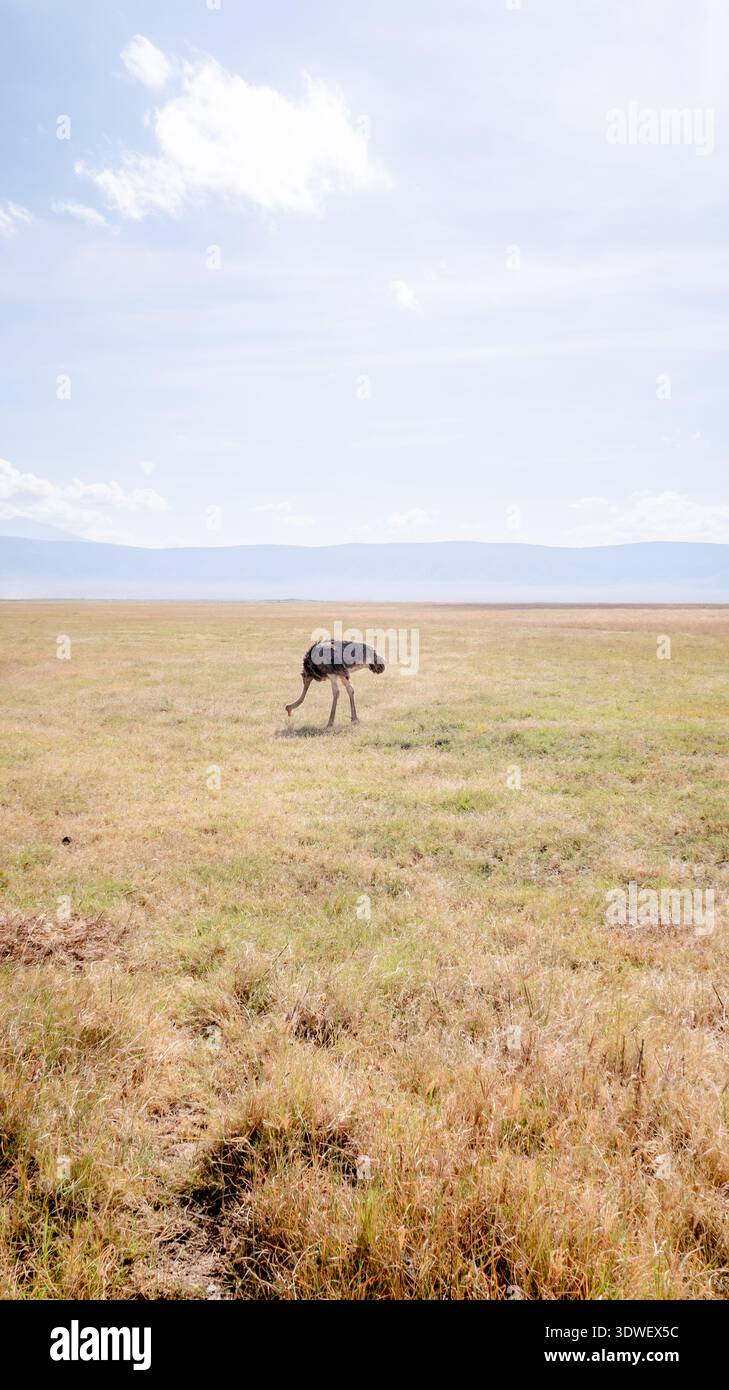 Uno struzzo vaga pacificamente le vaste praterie del cratere di Ngorongoro, sotto un vasto cielo tanzaniano, catturando la serena essenza di un'Africa Foto Stock