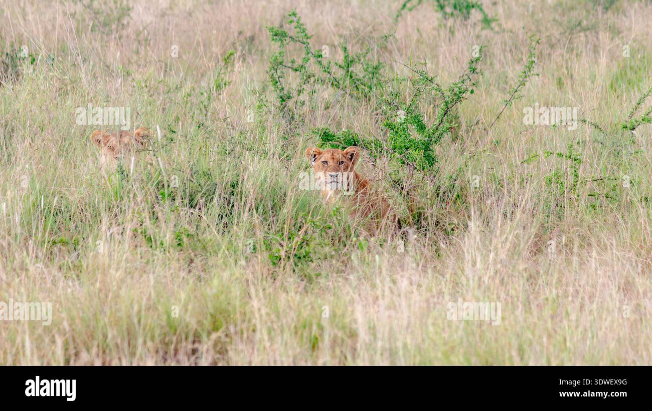 Una leonessa si nasconde sapientemente nell'erba alta del Serengeti, mostrando il suo mimetismo naturale e i suoi istinti predatori nella vasta prateria africana Foto Stock