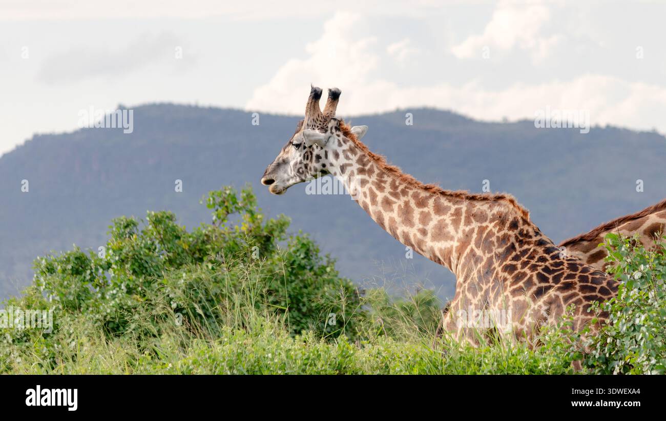 Una maestosa giraffa pascolava nel verde lussureggiante del Serengeti, con montagne lontane sotto un cielo parzialmente nuvoloso. Scopri la serena bellezza di Foto Stock