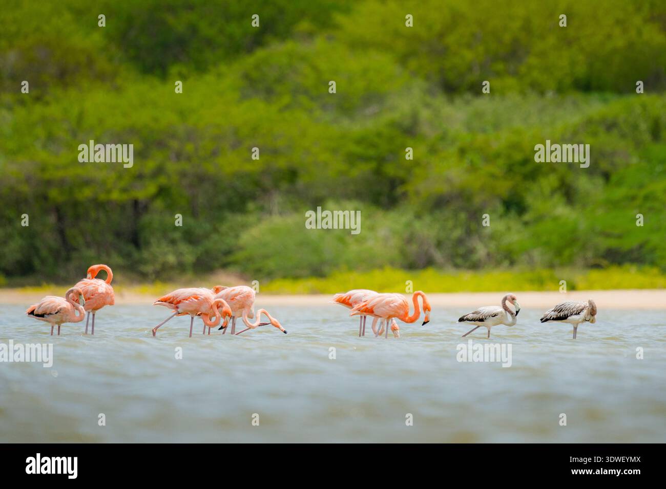 Uno stormo di maestosi fenicotteri si snoda attraverso tranquille acque paludose, adagiate su una vegetazione lussureggiante. Scopri la bellezza della natura e il fascino Foto Stock