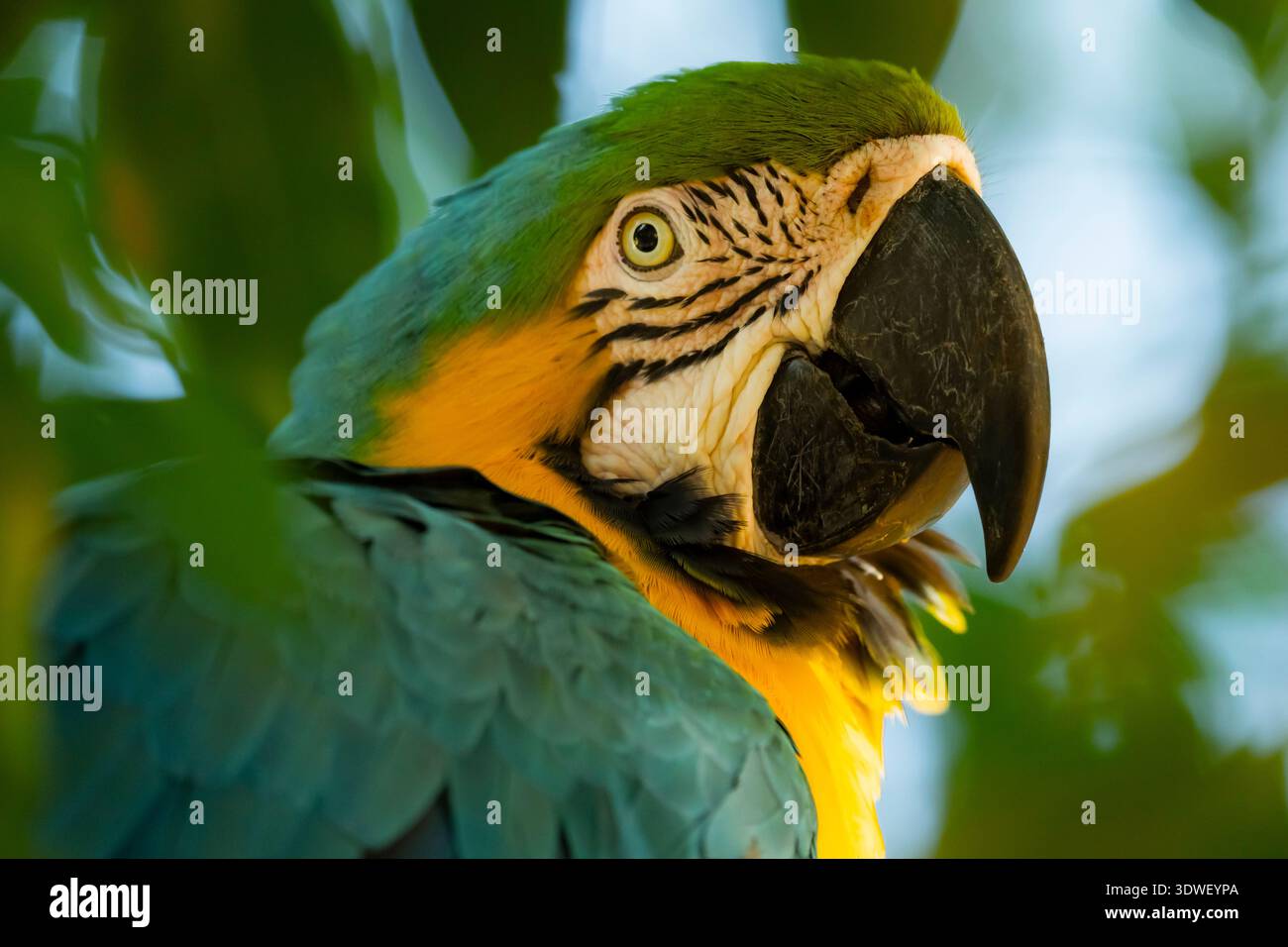 Vivace primo piano di un'ara arroccata tra il fogliame naturale di Casanare, Colombia. Le impressionanti piume verdi, gialle e blu dell'uccello creano una stunnin Foto Stock