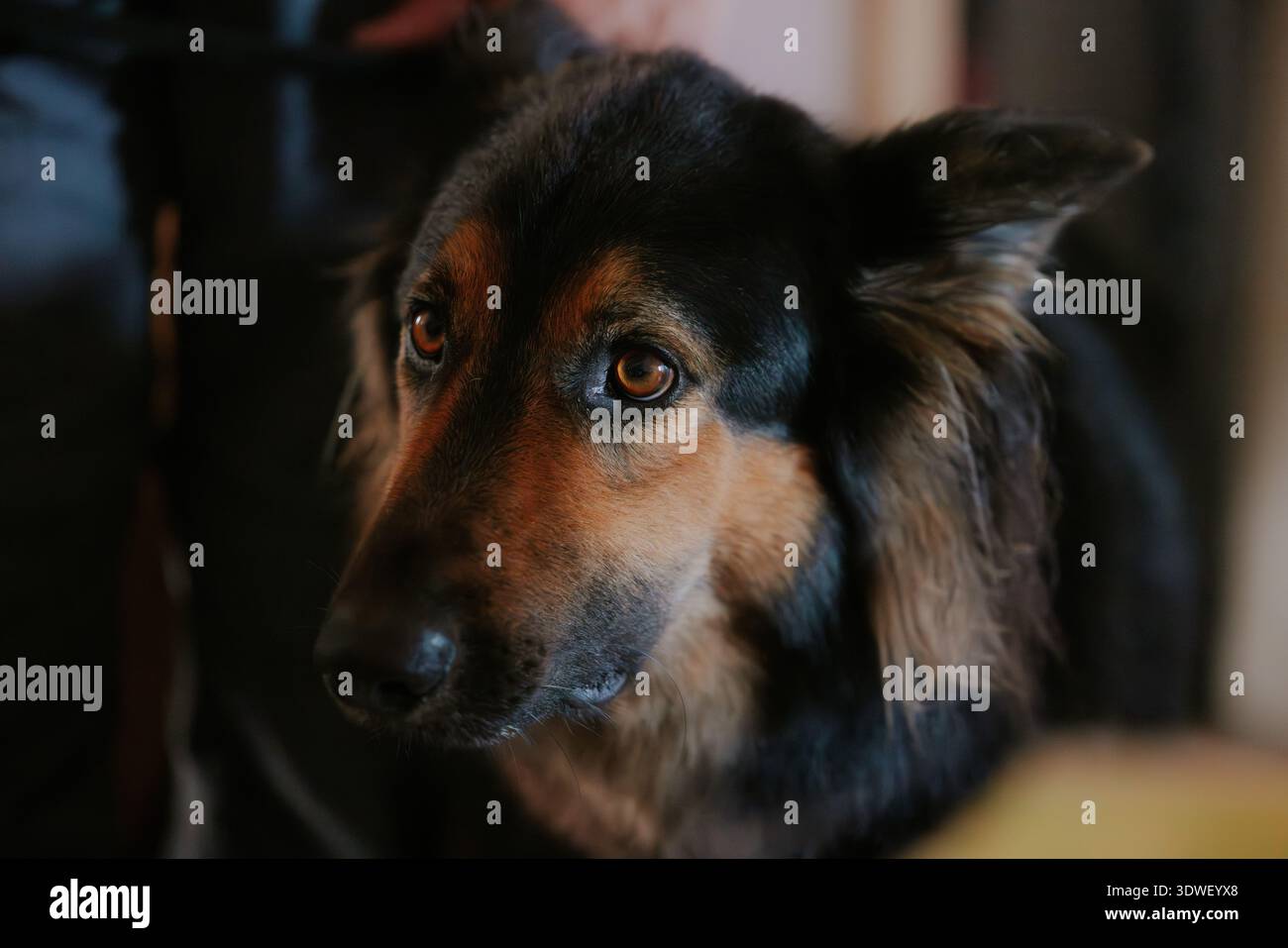 Primo piano di un pastore tedesco con un'espressione concentrata e attenta, che mostra gli occhi intelligenti del cane e lo splendido cappotto in un ambiente interno soffusa Foto Stock