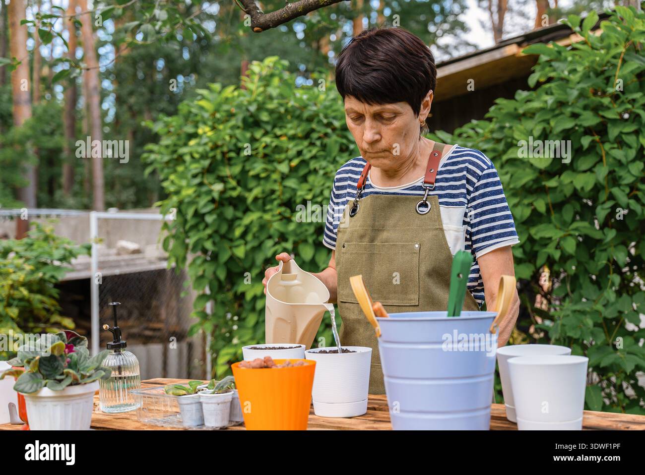 Una donna di mezza età tende con cura alle sue violette africane, annaffiandole e nutrendole in un giardino sereno. È concentrata sui suoi compiti di giardinaggio, sur Foto Stock