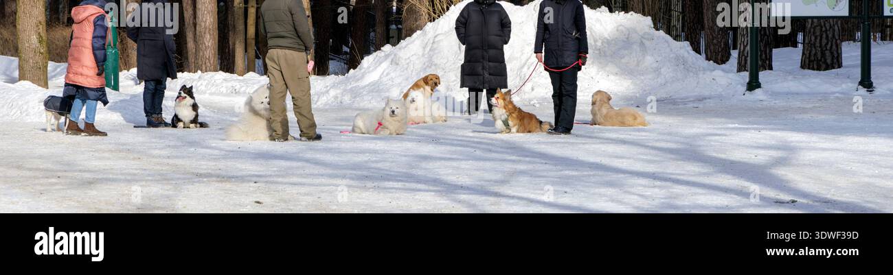 Un gruppo di proprietari di cani e le loro varie razze seduto e allenato su un sentiero innevato in un parco pubblico durante una giornata invernale soleggiata. Foto Stock
