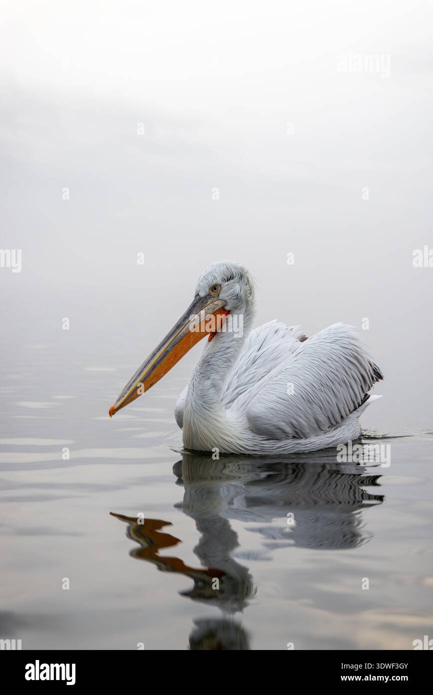 Pellicano dalmata, lago Kerkini Foto Stock