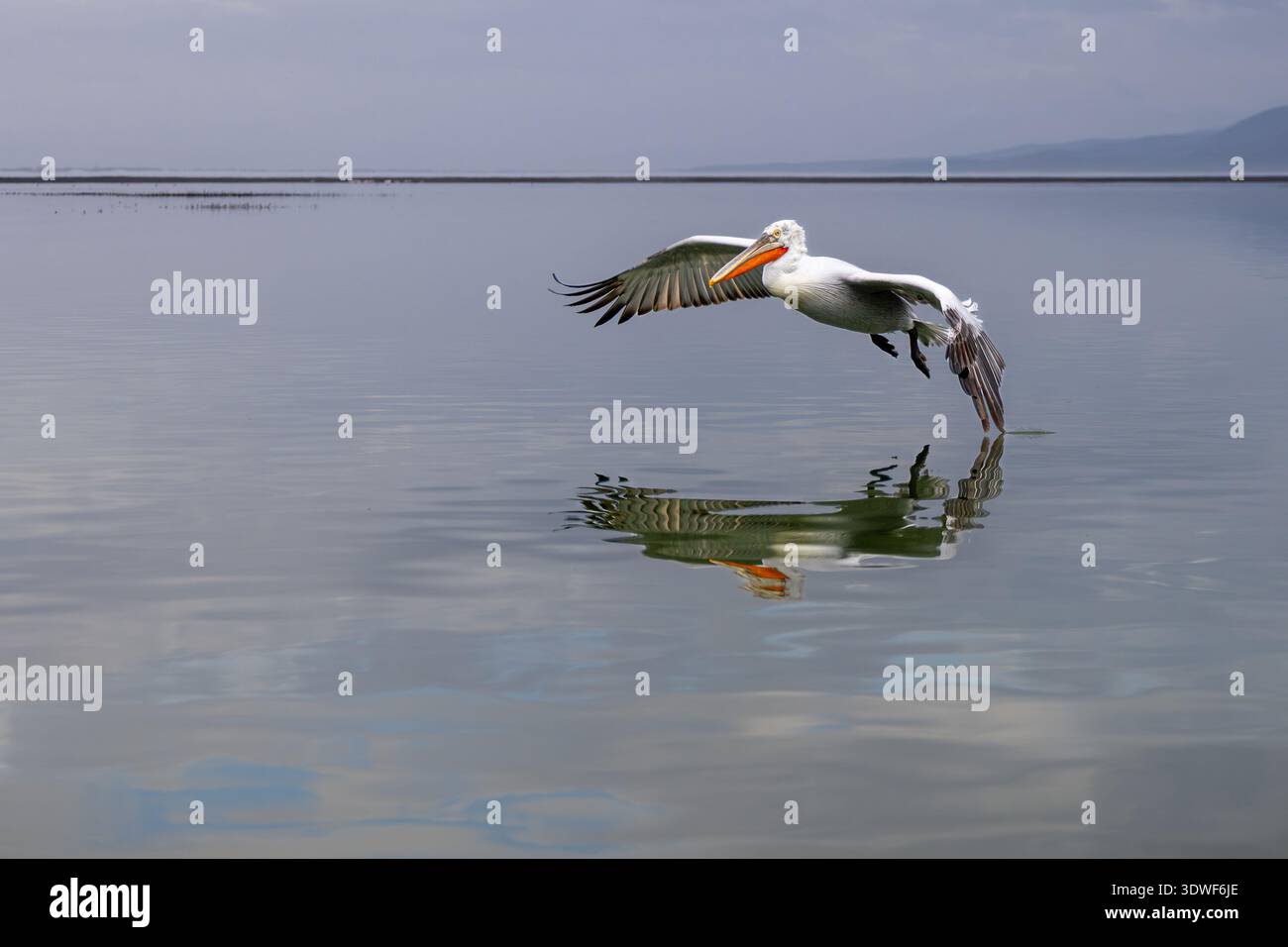 Pellicano dalmata in volo, lago Kerkini Foto Stock