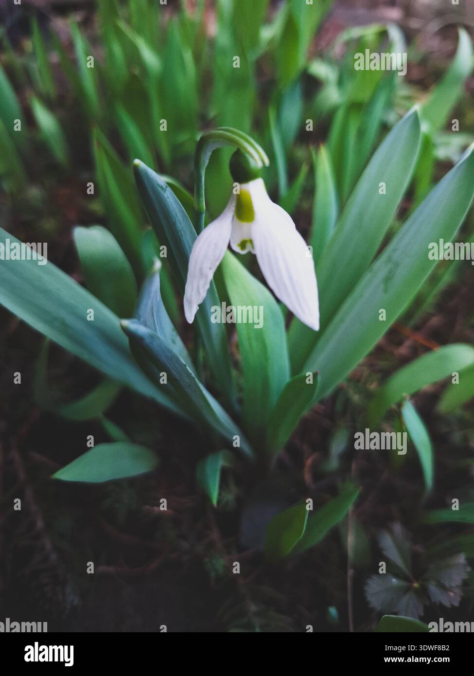 Una caduta di neve a febbraio Foto Stock