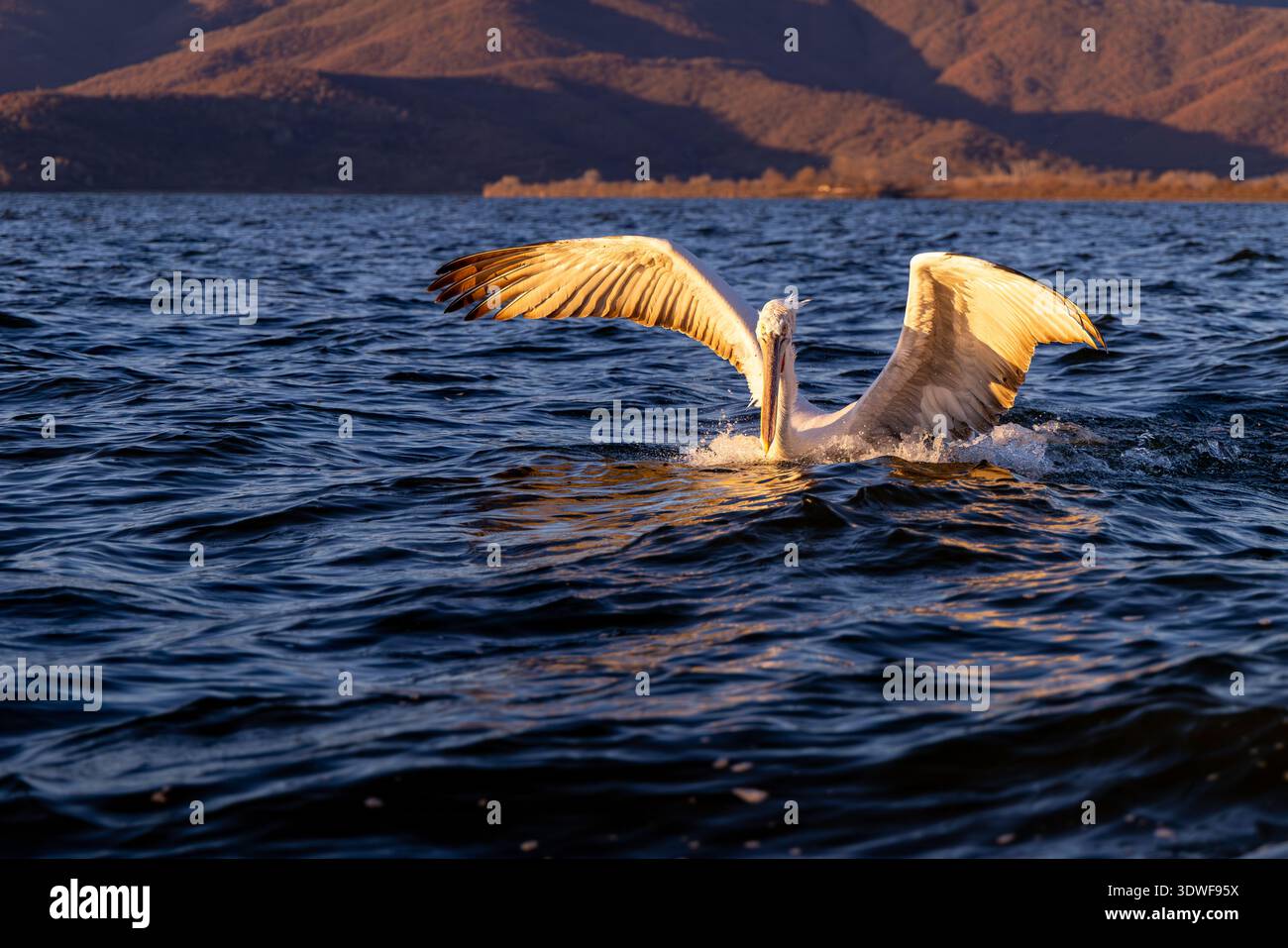 Pellicani dalmati all'alba, lago Kerkini Foto Stock