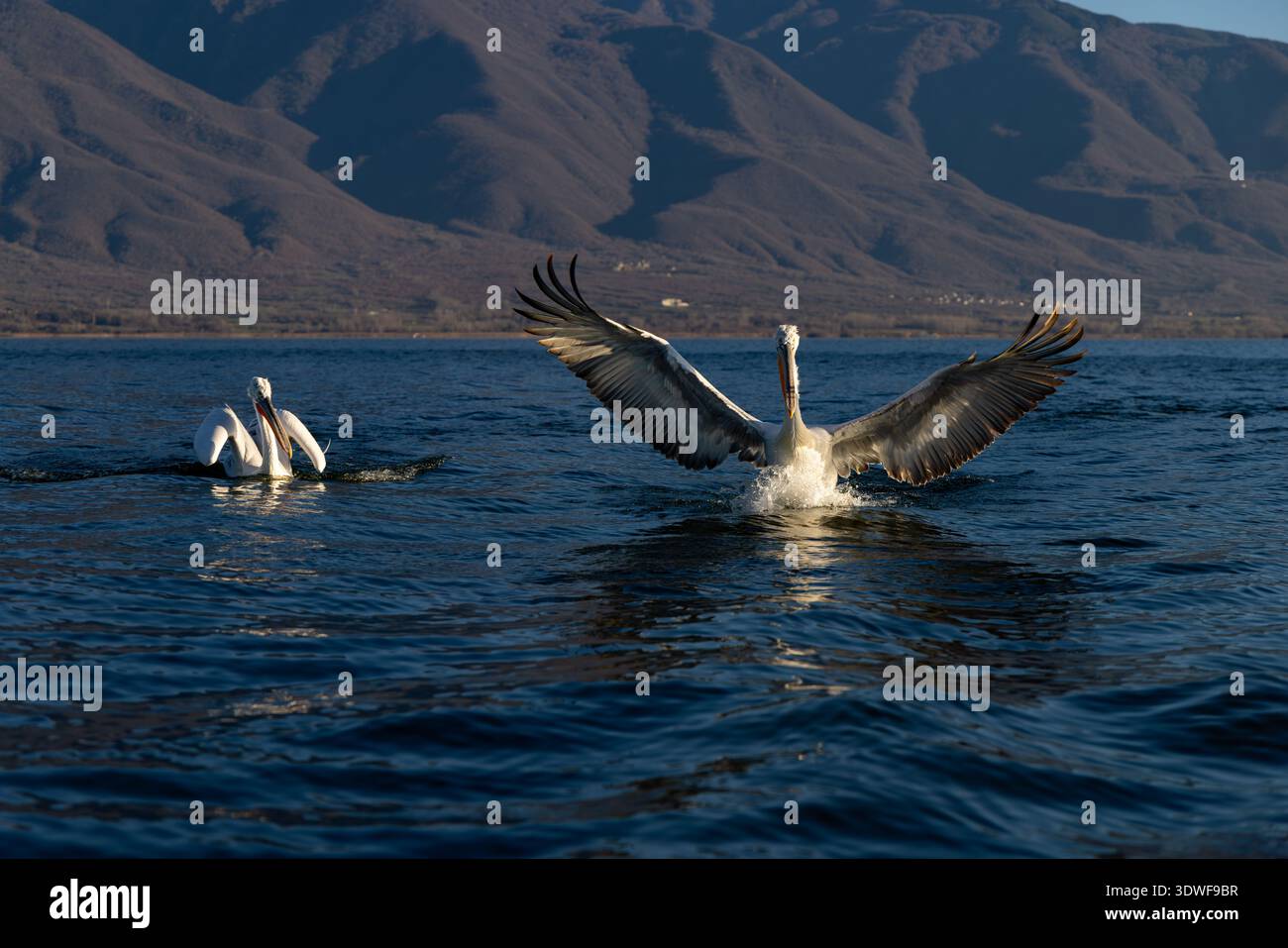 Pellicano dalmata, lago Kerkini Foto Stock