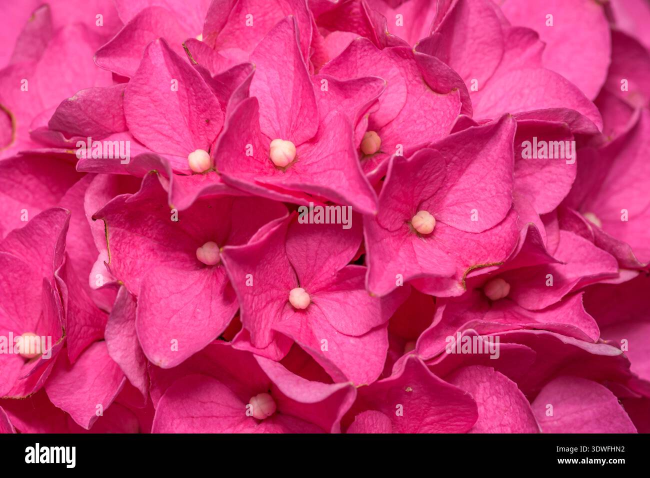 primo piano fiori di ortensia rosa, fondo di flora Foto Stock