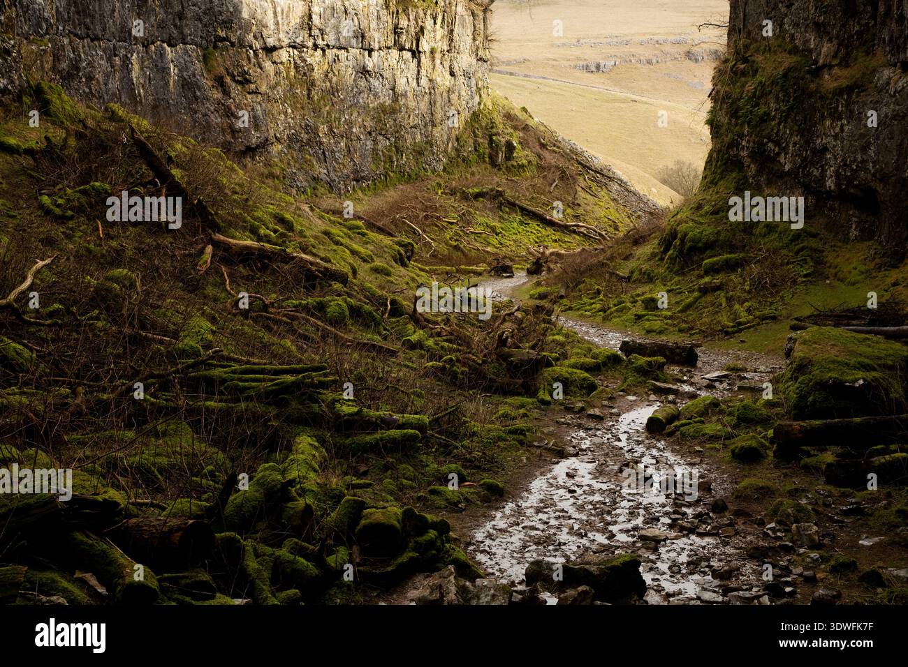 Il burrone di Trow Gill, vicino a Clapham, nello Yorkshire Dales National Park, Regno Unito Foto Stock