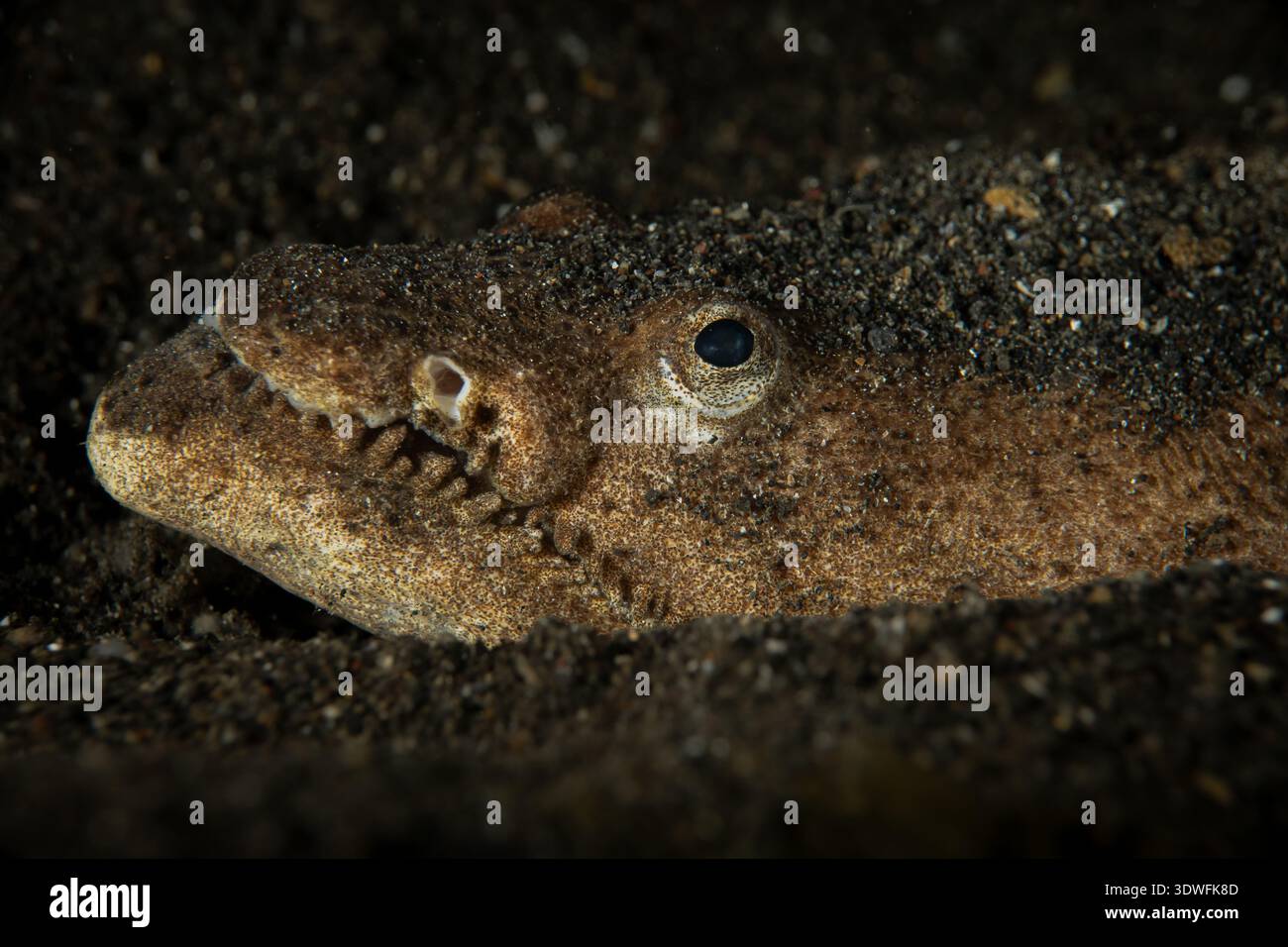 Primo piano di un'anguilla di coccodrillo (Brachysomophis henshawi) sepolta in sabbia vulcanica, stretto di Lembeh, Indonesia. Foto macro di un predatore nascosto di imboscata. Foto Stock