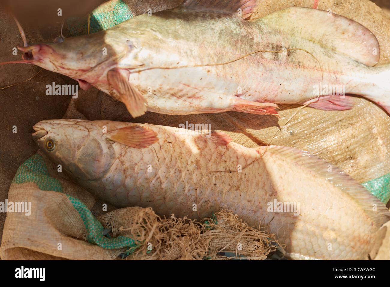 Argungu, Nigeria - 14 febbraio 2026: Veduta di due grandi pesci, le loro scaglie scintillanti sotto il sole, posato su un sacco grezzo, che evoca la giornata Foto Stock