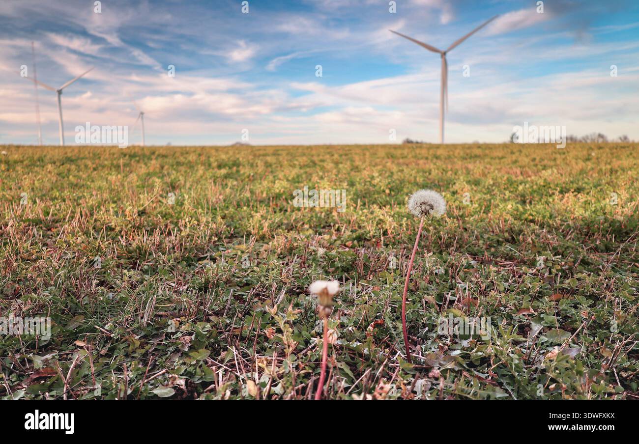 Vista a basso angolo delle moderne turbine eoliche e delle torri di trasmissione ad alta tensione in un campo panoramico, che simboleggia la transizione verso infrastrutture per l'energia rinnovabile Foto Stock