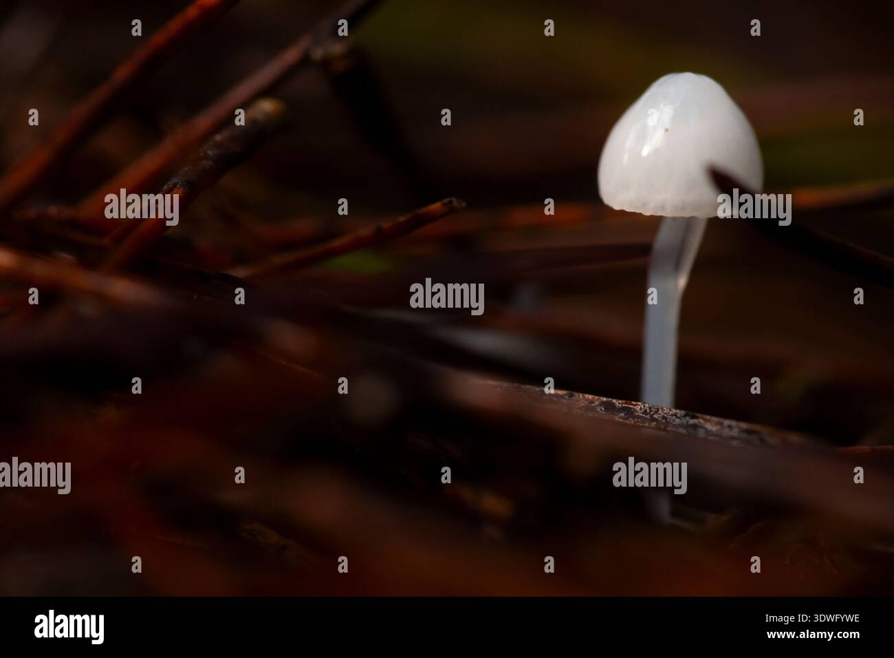 Un solitario fungo bianco emerge delicatamente tra i ramoscelli marroni su un fondo boschivo, catturando la tranquilla bellezza degli ecosistemi naturali e dei fasci Foto Stock