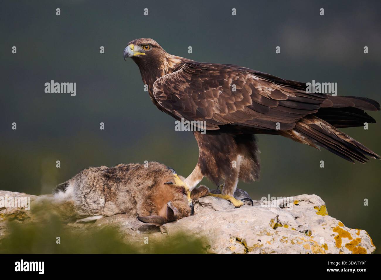 Incredibile immagine di un'aquila dorata arroccata su una sporgenza rocciosa con le sue prede, che mostra il suo sguardo acuto e i suoi potenti talenti. La forma maestosa dell'uccello è Foto Stock