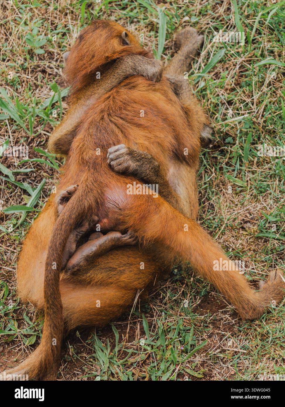 Un paio di scimmie babbuini si comportano in modo sociale nel loro habitat naturale erboso. L'interazione giocosa mette in evidenza le dinamiche sociali della specie Foto Stock