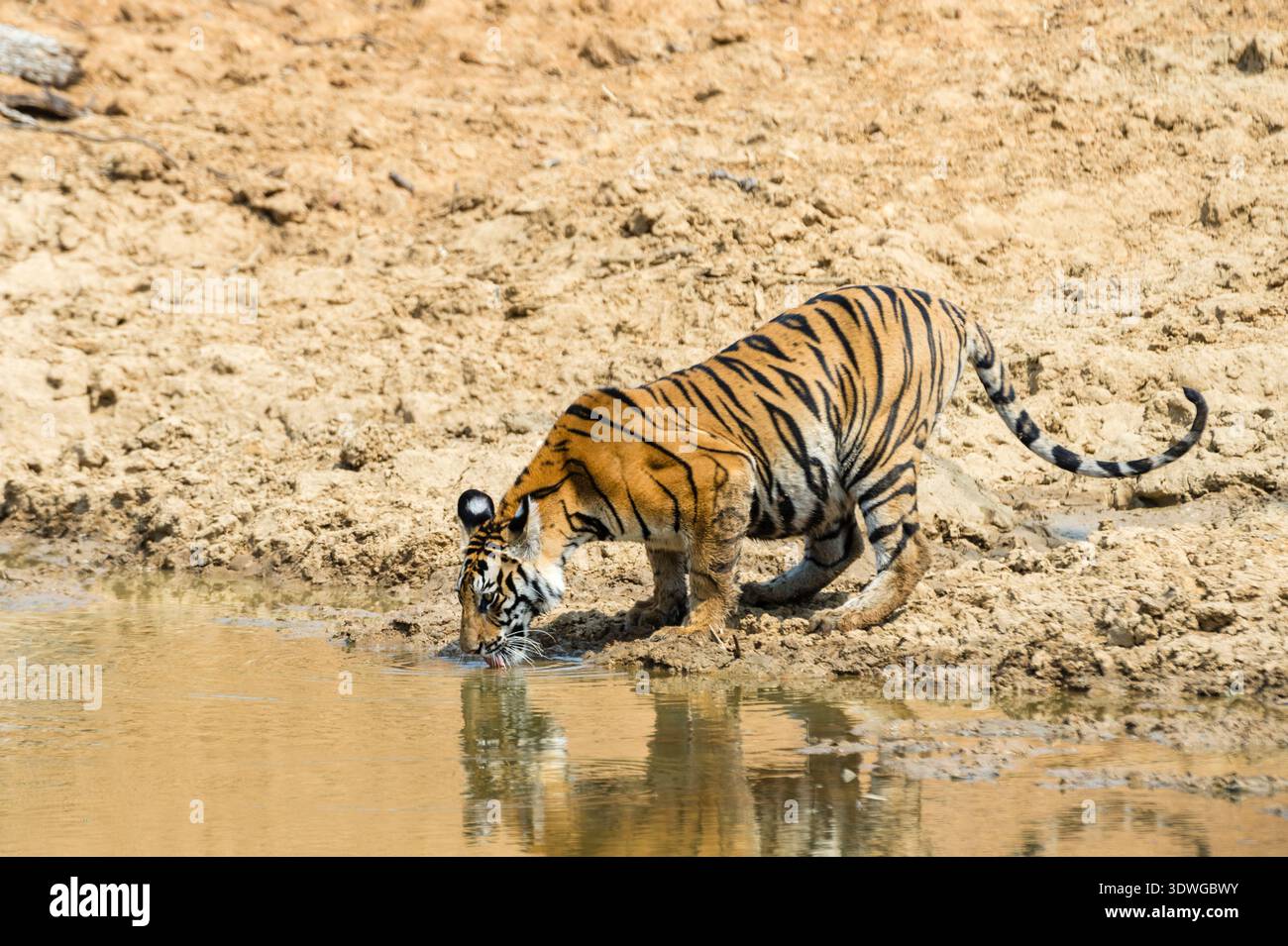 Tigre del Bengala (Panthera tigris tigris), acqua potabile dalla sorgente, India, Madhya Pradesh, Parco Nazionale di Bandhavgarh Foto Stock