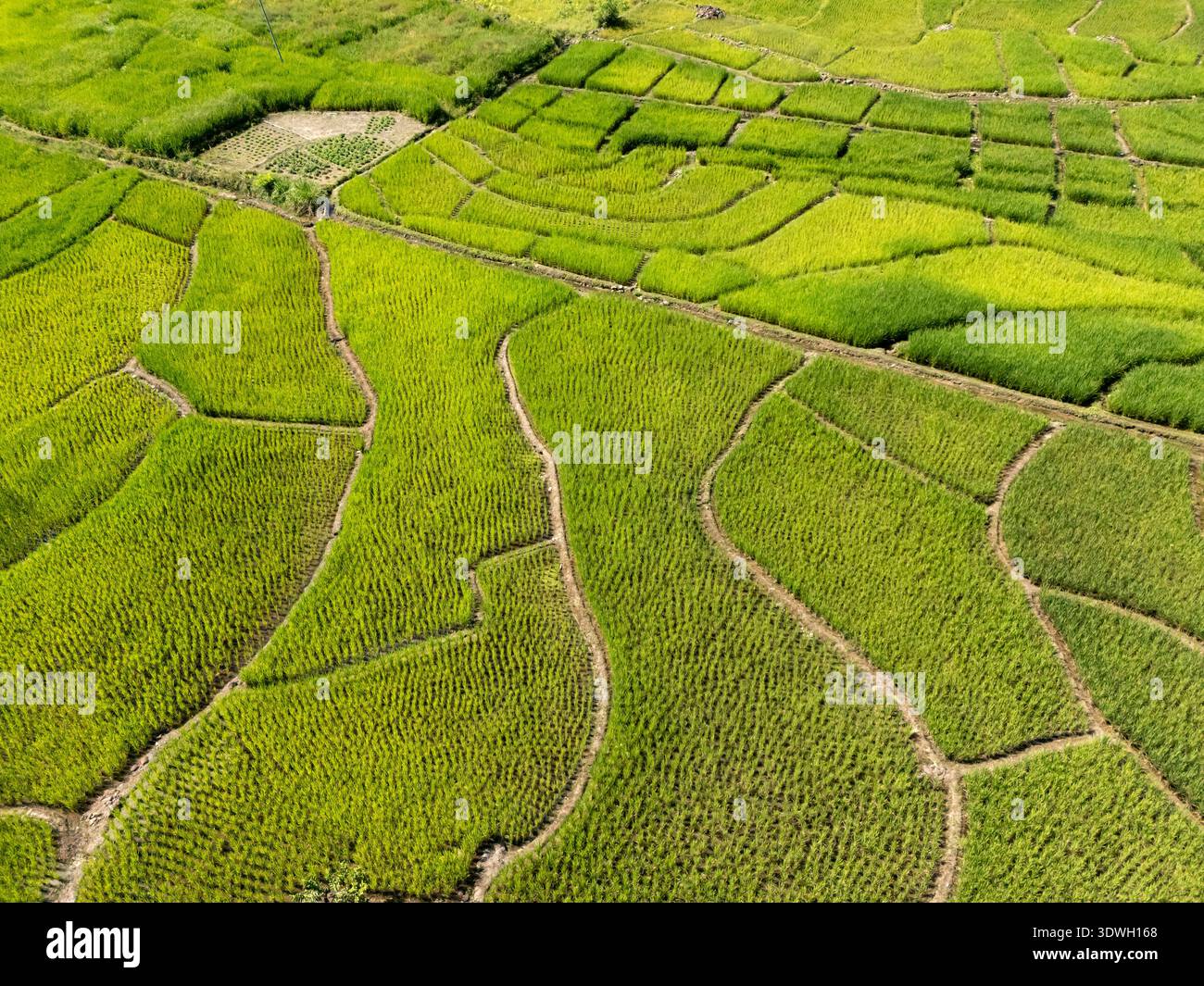 Vista aerea della risaia a Ranau Sabah Malesia Foto Stock