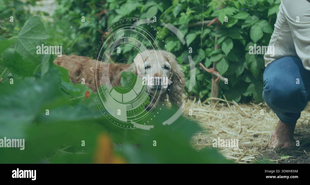 Sbircia il cane spaniel che sbircia la testa tra le foglie in HUD da giardino con il proprietario a piedi nudi in jeans Foto Stock