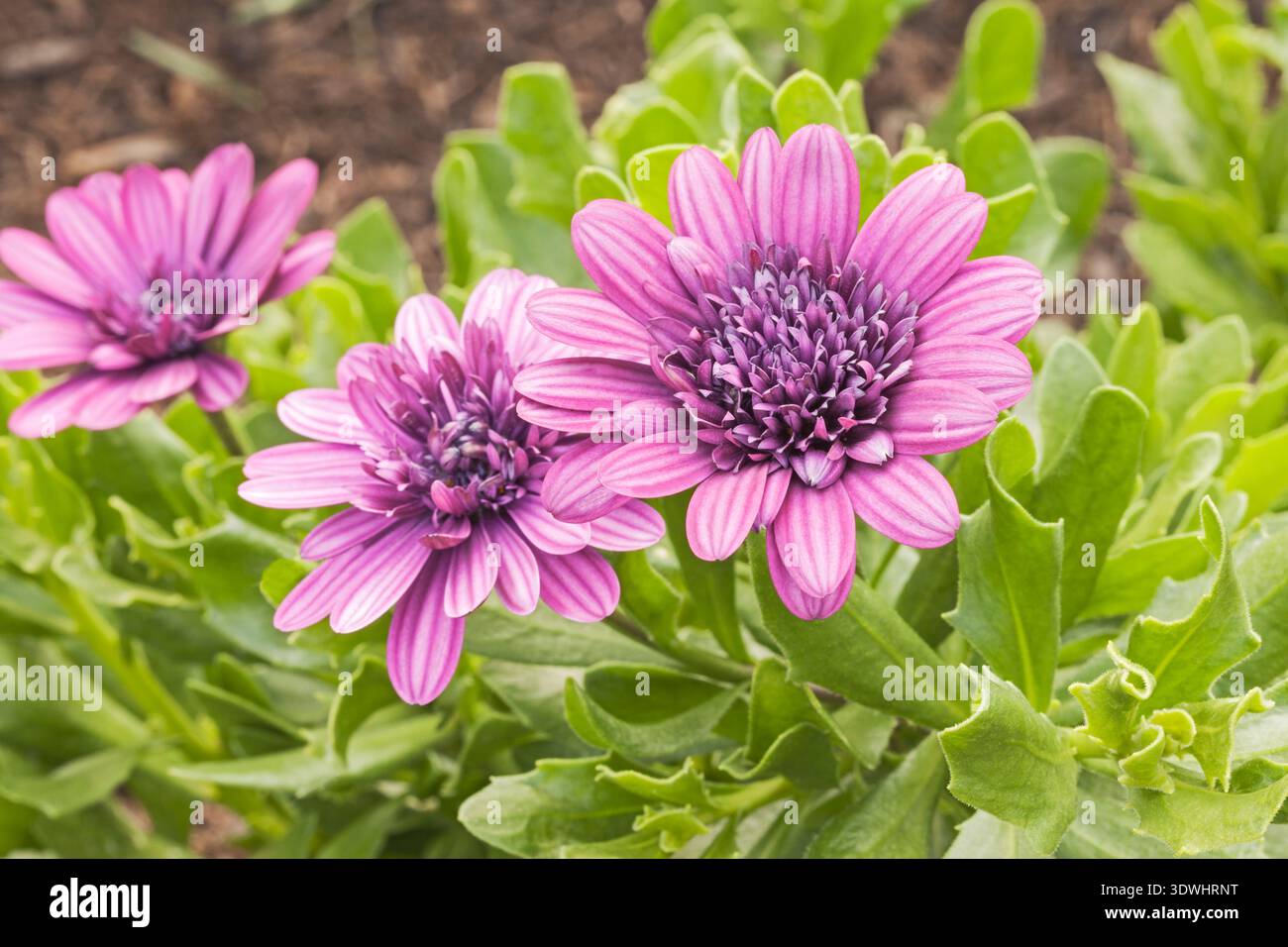 Osteospermum 'Senorita Double Purple', Cape Daisy Foto Stock