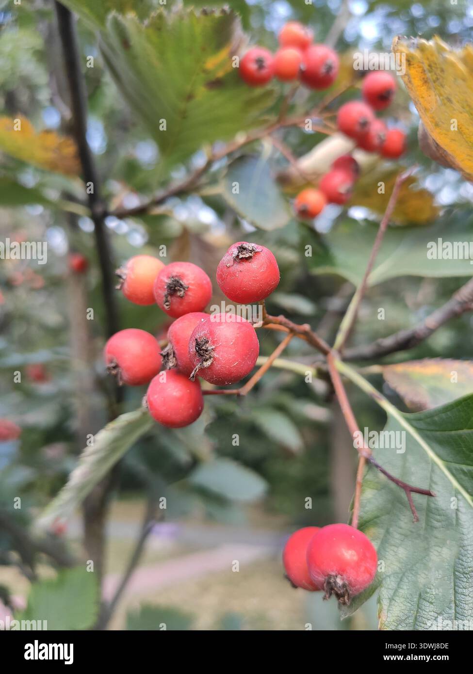piccole bacche rosse di rowan su un ramo di cespuglio vicino ai fiori autunnali. foglie gialle per climi freddi. primo piano le bacche nel web Foto Stock