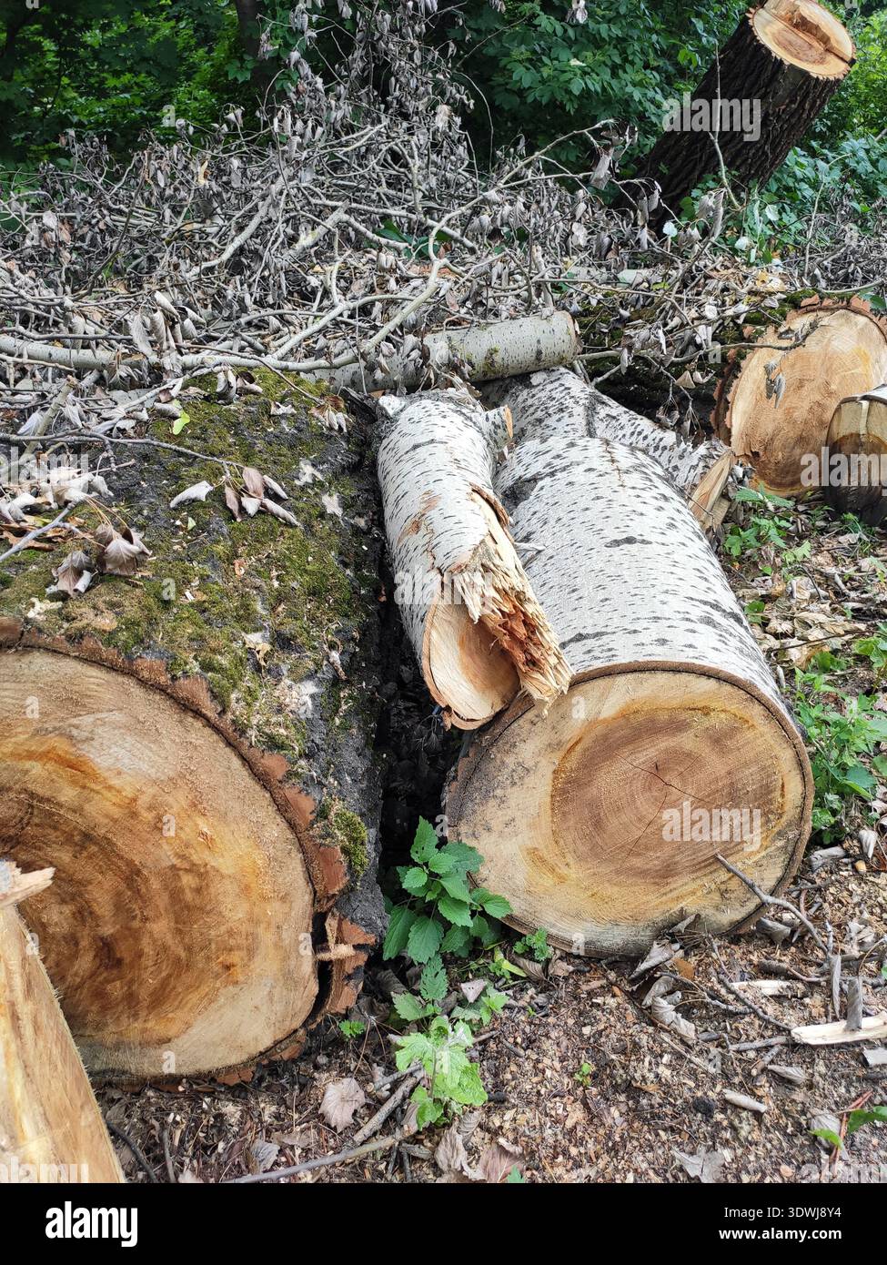 tronchi segati, tronchi, alberi caduti, corteccia bianca, segheria, lavorazione del legno, legna da ardere, segatura, diversi alberi caduti giacciono sul terreno Foto Stock