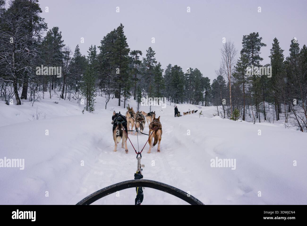 Slitta trainata da cani con husky attraverso le foreste innevate di Inari, Lapponia finlandese Foto Stock