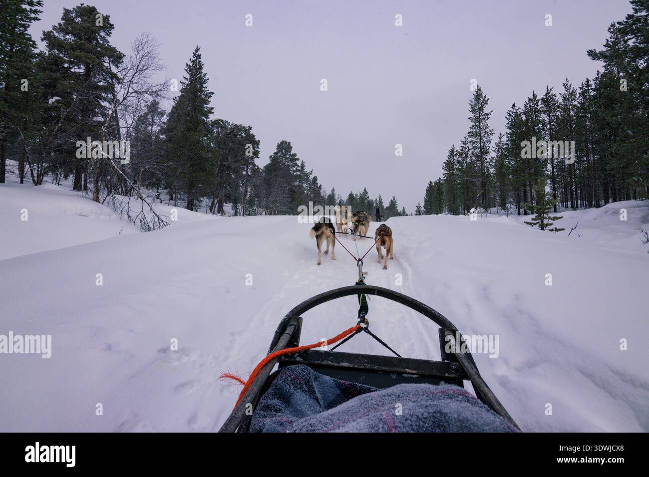 Slitta trainata da cani con husky attraverso le foreste innevate di Inari, Lapponia finlandese Foto Stock